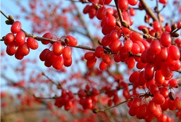 야뇨증, 해수병, 음위, 두통 귀먹음을 치료하는 산수유술